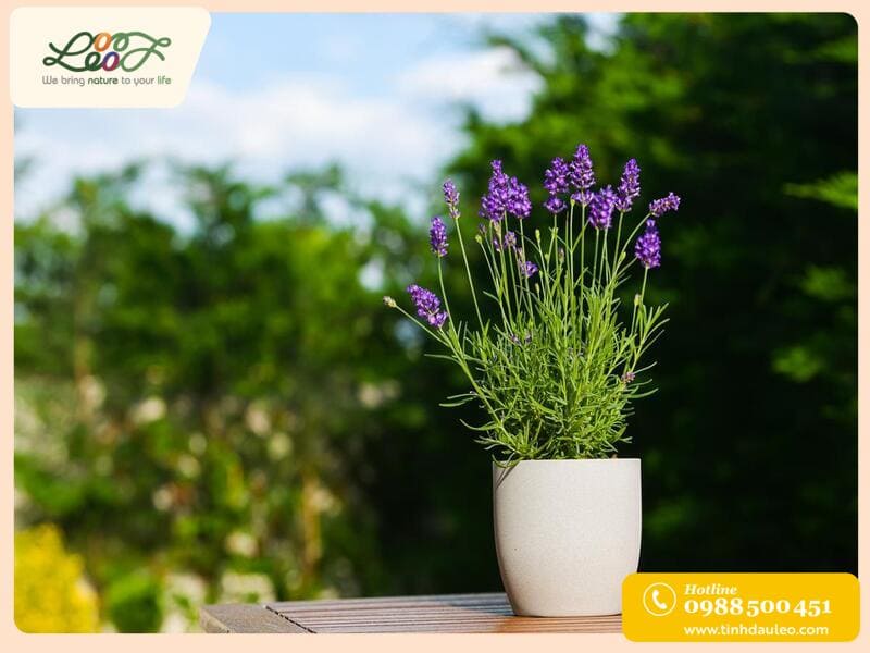 Hướng dẫn cách trồng hoa oải hương Lavender sống 100%